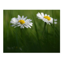 Daisy Duo Post Cards