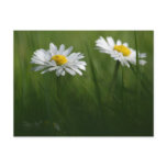 Daisy Duo Post Cards