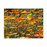 Daisy field and meaning postcards
