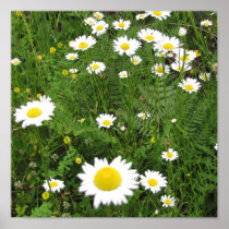 Daisy Field Canvas Poster