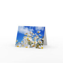 Daisy Field