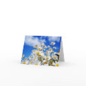 Daisy Field cards