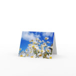 Daisy Field cards