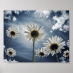 Daisy Field posters