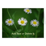 Daisy Fleabane Flower card