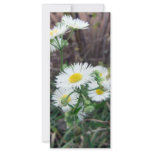 Daisy Fleabane Photo Bookmark rack cards