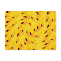 Daisy flower