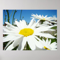 Daisy Flowers art prints White Daisies Blue Sky
