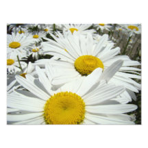 Daisy Flowers Photography art prints Daisies