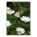daisy flowers white and yellow art cards