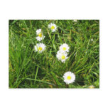 Daisy fresh postcards