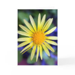 Daisy Greeting Card