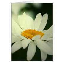 Daisy Greeting Card