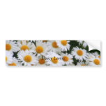 , Daisy Lovers bumper stickers