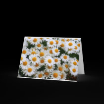 Daisy Lovers Greeting Card