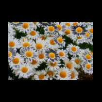 Daisy Lovers t-shirts