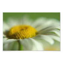 Daisy Macro Photo