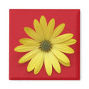 Daisy Magnet