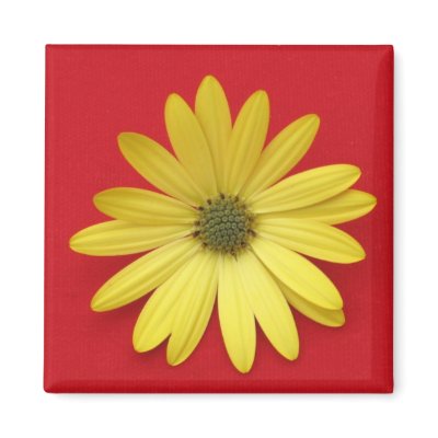 Daisy Magnet by ggbythebay