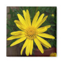 Daisy magnets