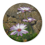 Daisy Magnet