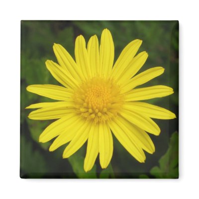 Daisy Magnet by ggbythebay