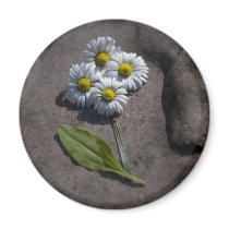 'Daisy' magnet