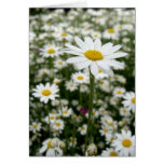 Daisy Meadow Greeting Card
