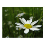 Daisy Meadow Post Card