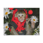 Daisy Muncher postcards