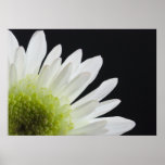 Daisy on Black posters