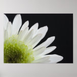 Daisy on Black Print