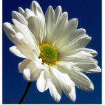 Daisy Photo Sculpture photo sculptures