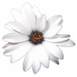 Daisy Cut Out