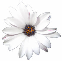 Daisy Cut Out