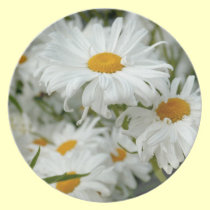 Daisy Plate plates