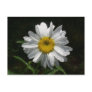 Daisy Postcards