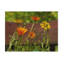 Daisy-Postcard
