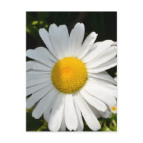 Daisy Post Card
