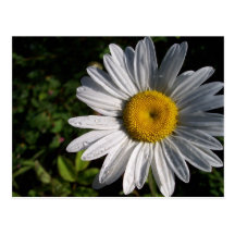 Daisy Postcard
