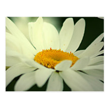Daisy Postcard