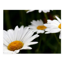 Daisy Postcard