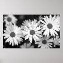 Daisy posters