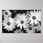Daisy posters