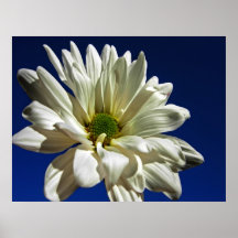 Daisy Poster