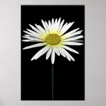 Daisy posters