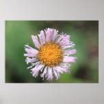 Daisy Poster