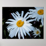 Daisy ~Print~