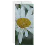 daisy rack cards