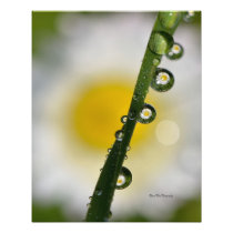 Daisy Refraction by Darrel Flint (Print)
